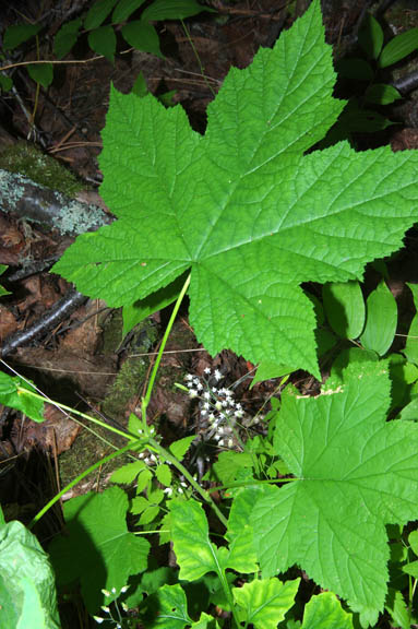 Tiarella trifoliata v. unifoliata
